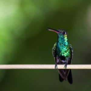closeup-shot-of-colibri-sitting-on-branch-against-green-background-pjcovgqd4hw2ksj81gml5m7f5ype4lw2u2thcv1x1c